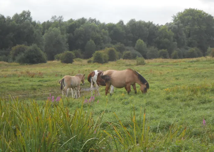 Le Cèdre Appartement Cambron
